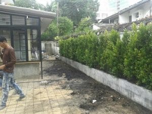 ไทรเกาหลี